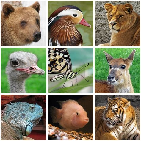 Collage With Animals From Zoo Stock Image Colourbox