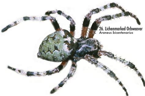 Spiders Of Alabama 58 Spiders You Should Know