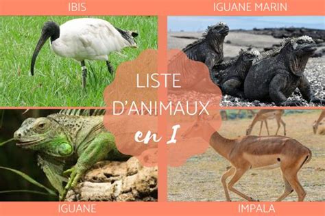 Animal Commençant Par I En Français Et En Anglais