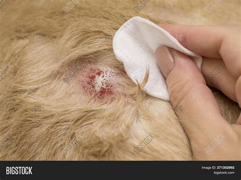 How Do You Treat Dermatitis In Dogs