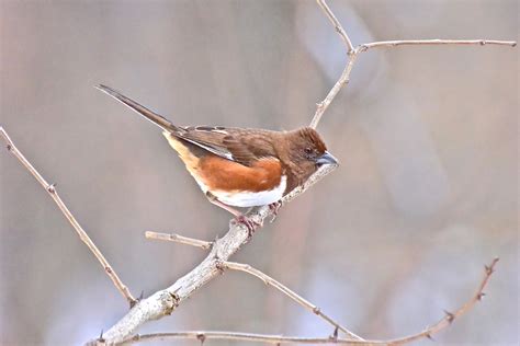 Female Towhee Northern Virginia Bird Club