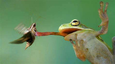 Watch A Frogs Tongue Is An Ultrasoft Shock Absorber Science Aaas