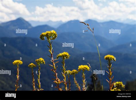 Yellow Alpine Flowers Stonecrop Sedum Sp Alps Upper Bavaria