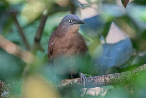 Ashy Headed Laughingthrush Argya Cinereifrons