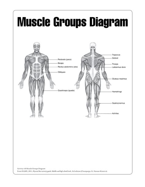Human Muscle Chart Templates At Allbusinesstemplates Anatomy Worksheets