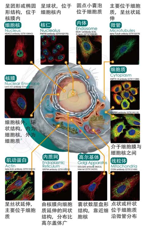 秒懂细胞器 测出蛋白潜在功能 Genetex中国官方网站