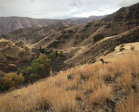 A Beginners Guide To Hells Canyon Project Upland