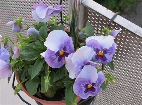 Pansy Flower Meaning And What It Symbolizes