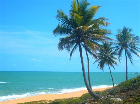 Coconut trees, sunny day at beach, kerala, india indian farmer coconut cut in half and whole coconuts in organic farm. Free Images : beach, sea, coast, tree, ocean, vacation ...