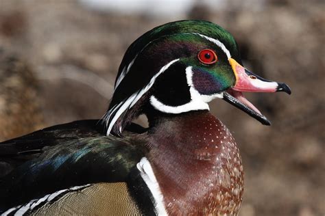 Wood Duck 303 A Wood Duck Sounds Off Along The Banks Of Th Flickr