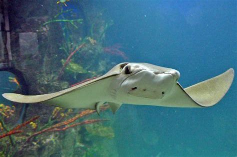 Live Streaming Webcams Rays In Aquariums Around The World