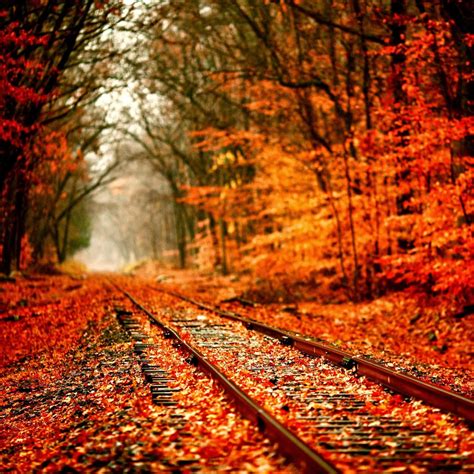 Autumn Railway Covered With Orange Maple Leves Ipad Air Wallpapers Free