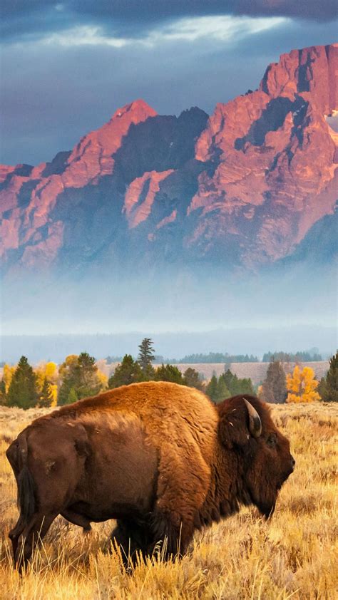 Wallpaper Bison Grand Teton National Park Wyoming Usa