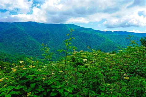 Spring In Great Smoky Mountains National Park Yvonnes