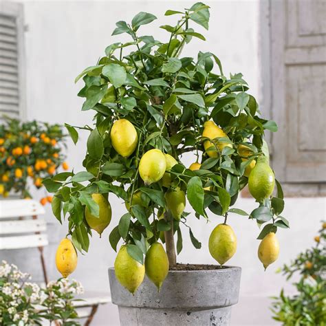 Lemon Tree Citrus Limon Tree Plants Mediterranean Plants Lemon Tree