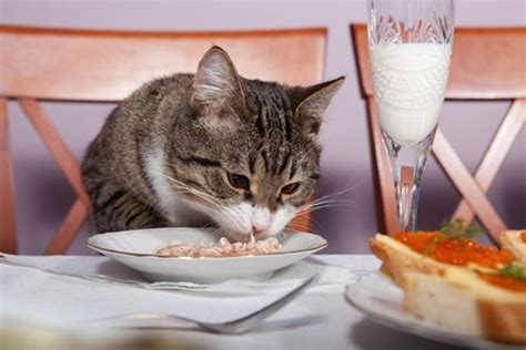 He was probably just curious about what you were eating. Can Cats Eat Oatmeal and What Are The Benefits for Cats ...