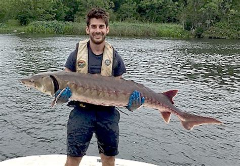 Imperiled Atlantic Sturgeon Rescued From Santee Cooper Lakes Game And Fish