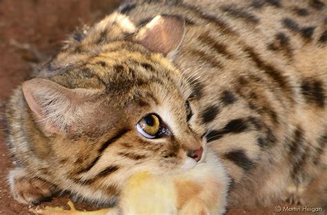 Meet The Small Cats Of Africa