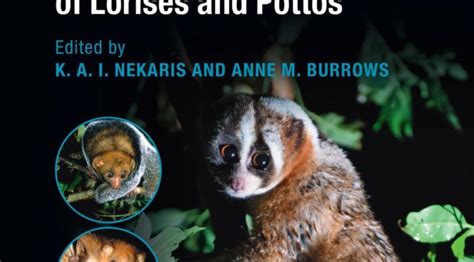 Lorises And Pottos Make My World Go Round Little Fireface Project