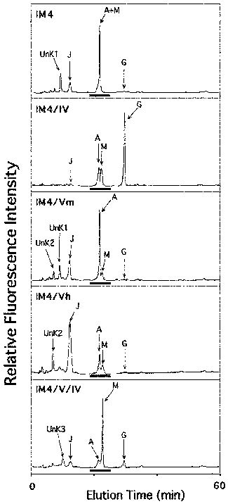 Reversed Phase HPLC Chromatograms Of Skeletal PA Sugar Chains Derived