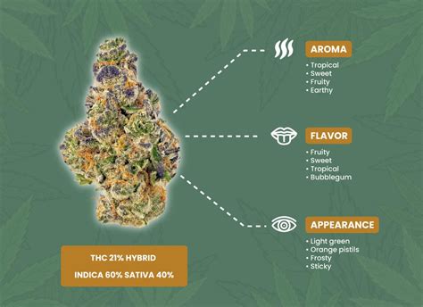 Gumbo Strain Weed Strain Information Guide