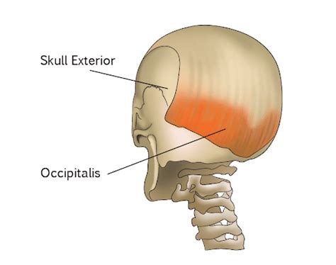 Back Of Neck Pain Base Of Skull Area All You Need To Know