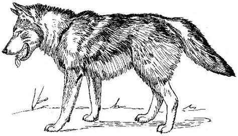 Sketch the triangular shape ears on top of its head. Wolves For Coloring