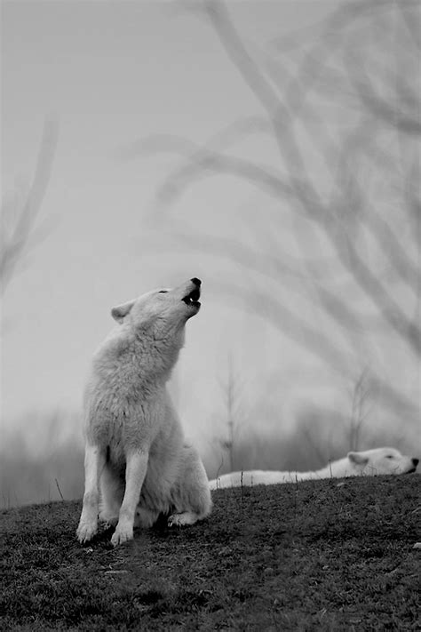 Life1motion Wolf Love Red Wolf White Wolf Black White Wolf Photos