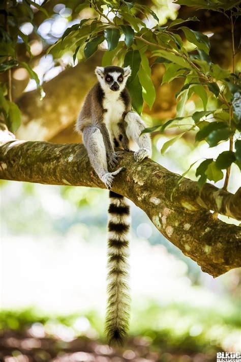 Madagascar Spot Lemurs On A Walking Tour Of Ranomafana National Park