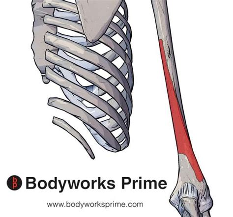Triceps Brachii Muscle Flashcards Bodyworks Prime