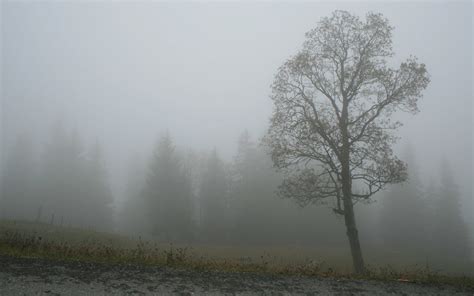 Nebel Hd Wallpaper Background Image 2560x1600 Id