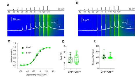 Unaffected Resting Intracellular Calcium Levels And Release Channel