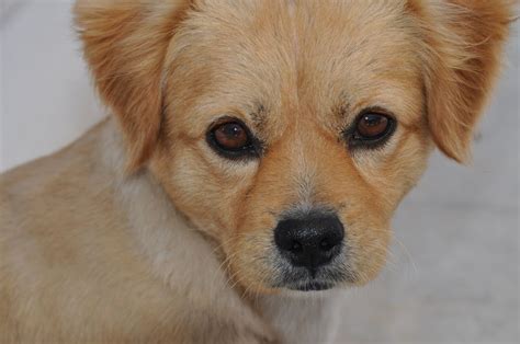 Die „beschreibung und das „wesen jeder einzelnen hunderasse. süßer Hund Foto & Bild | tiere, haustiere, hunde Bilder ...