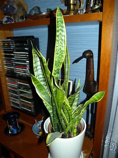 These sturdy tropical plants are snake plant is actually a type of succulent. Snake Plant Care - Growing The "Mother In Law's Tongue ...