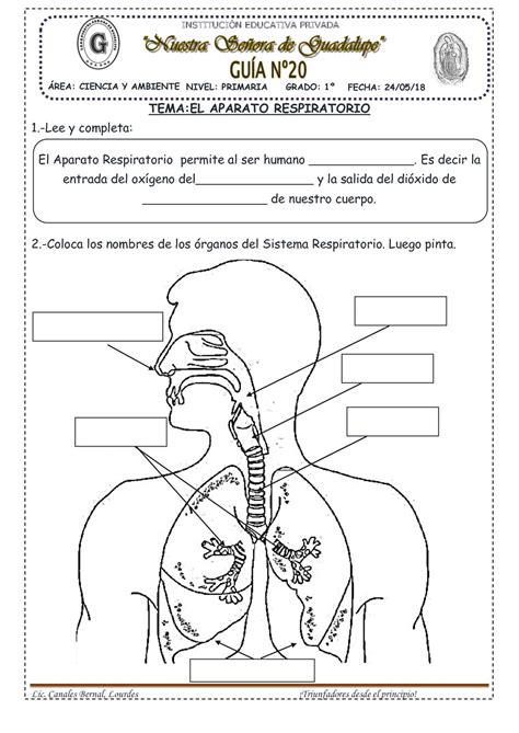 Fichas Del Sistema Respiratorio Para Segundo De Primaria Sexiz Pix