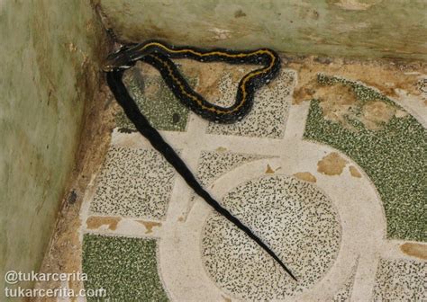 Hal itu karena beberapa ular memiliki bisa melansir call northwest dari kompas.com berikut empat cara ampuh mencegah ular masuk ke rumah: Cara Mencegah Ular Masuk Rumah | TukarCerita.Com