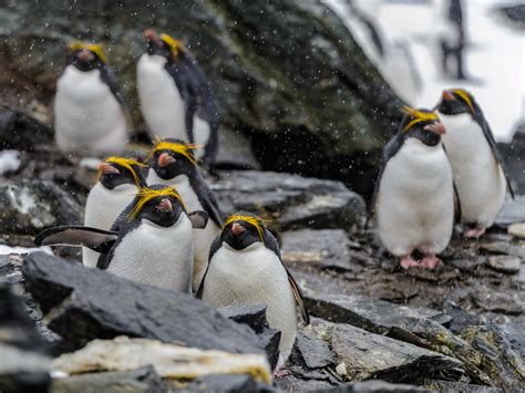 Walking for longer than that can wear him or her out (see forced march, below). Our top pick of pretty cool penguin (try to quote that ...
