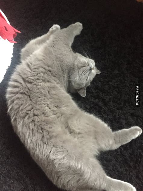 My Cat Does Sleeping Gymnastics 9gag