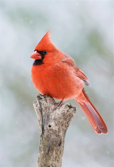Cardinal Free Stock Photo Public Domain Pictures