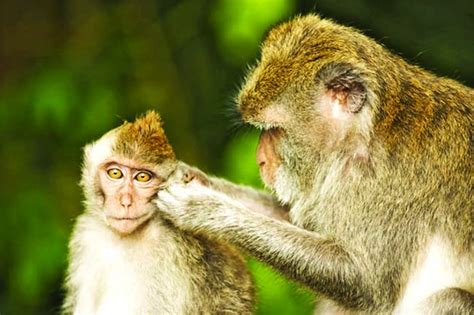 Chinese Scientists Create Monkeys With Autism Gene The Asian Age