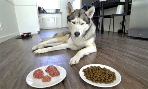 Best food for husky with sensitive stomach: Best Dog Food For Siberian Huskies (Pups, Adults & Seniors)