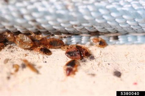 Bedbugs Got Pests Board Of Pesticides Control Maine Dacf
