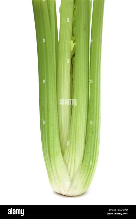 Celery Stem Vegetable Celery Stock Photo Alamy