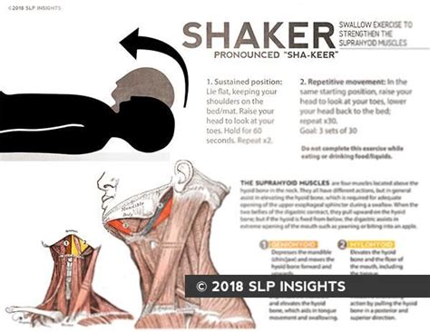 Handout Shaker Swallow Exercise In 2021 Swallowing Therapy