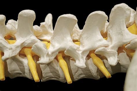 Left Lateral View Of Lumbar Vertebrae And Associated Spinal Nerves