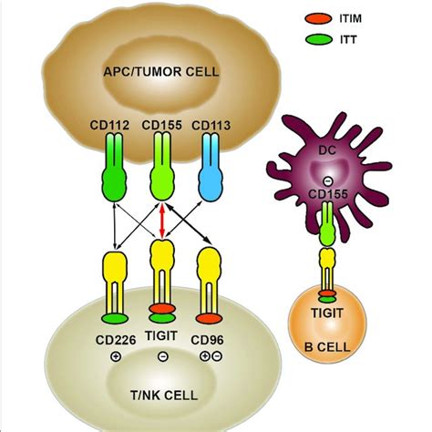 Pdf Role Of Cd Tigit In Digestive Cancers Promising Cancer Target
