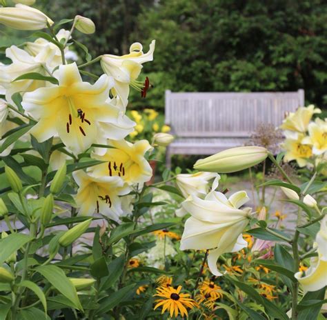 Types Of Lilies Asiatics Orientals Trumpets And More Longfield