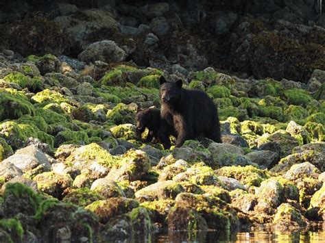 Black Bear Kayaking Tofino All You Need To Know Before You Go