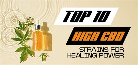 Top 10 High Cbd Strains For Healing Power Best Cannabis Bud Depot