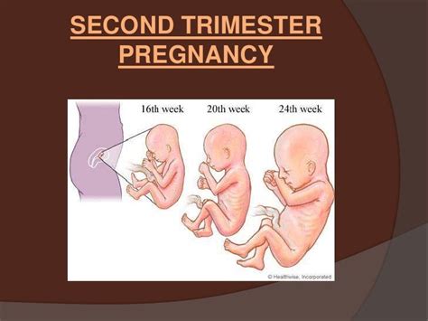 Fetal Development And The Three Stages Of Labor And Delivery By Sandr
